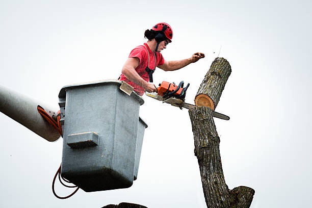 Best Tree Maintenance Programs  in USA